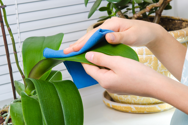 tenancy cleaning carpet cleaning